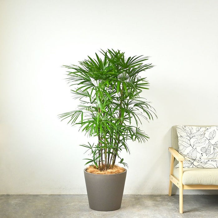 シュロチク 棕櫚竹 10号鉢 ポリストーン鉢カバー付き 陶器調 観葉植物 本物