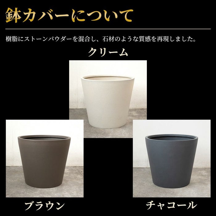 シュロチク 棕櫚竹 10号鉢 ポリストーン鉢カバー付き 陶器調 観葉植物 本物