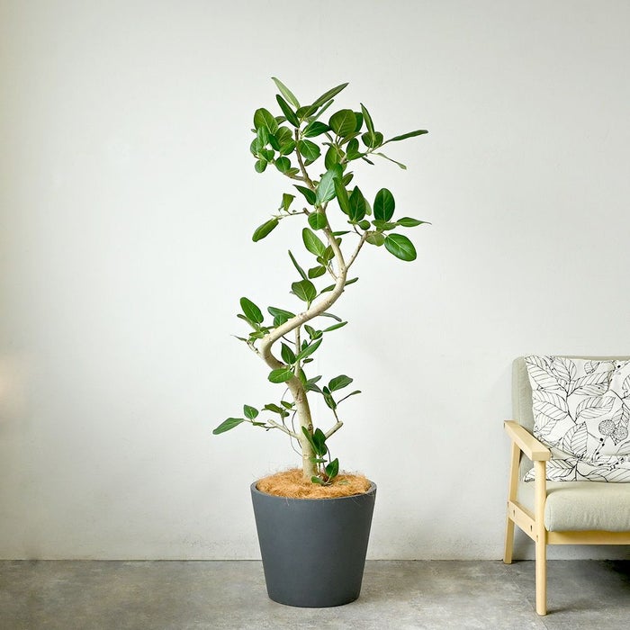  フィカス ベンガレンシス ベンガルボダイジュ 曲がり樹形 10号鉢 ポリストーン鉢カバー付き 陶器調 観葉植物 本物