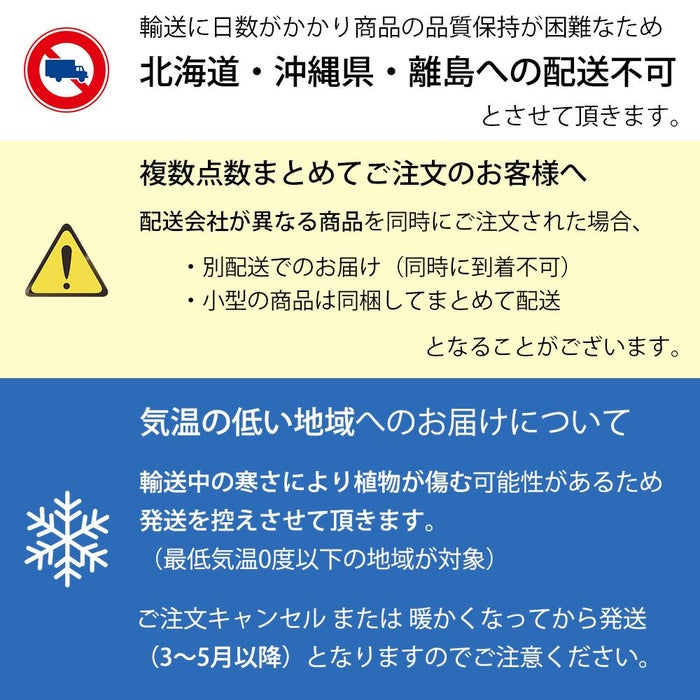  フィカス ベンガレンシス ベンガルボダイジュ 曲がり樹形 10号鉢 ポリストーン鉢カバー付き 陶器調 観葉植物 本物