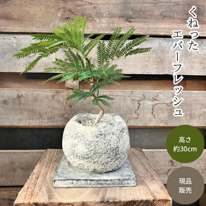 観葉植物現品販売