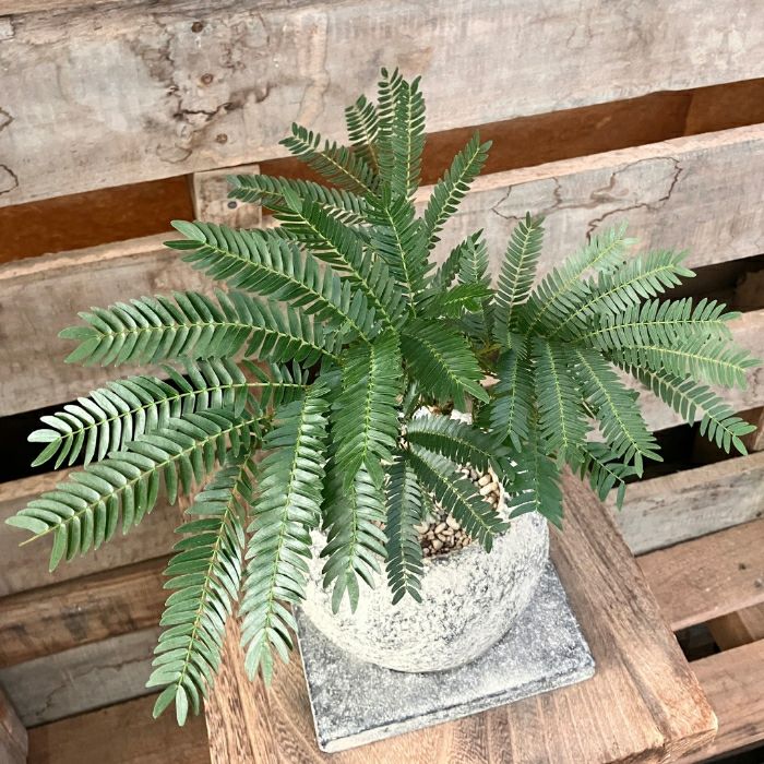 観葉植物現品販売