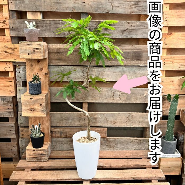 観葉植物現品販売