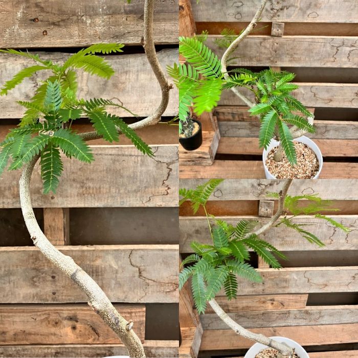 観葉植物現品販売