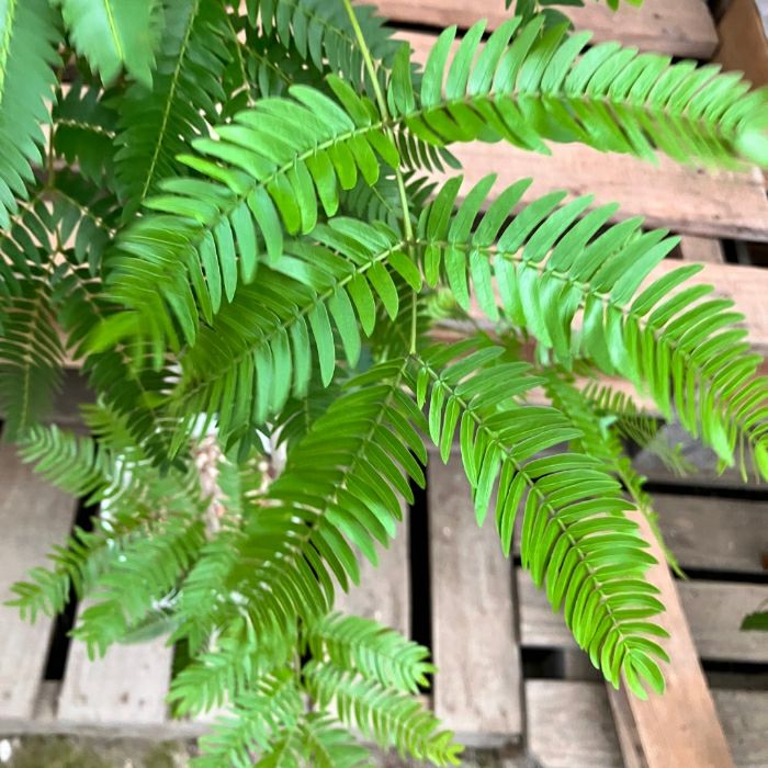 観葉植物現品販売