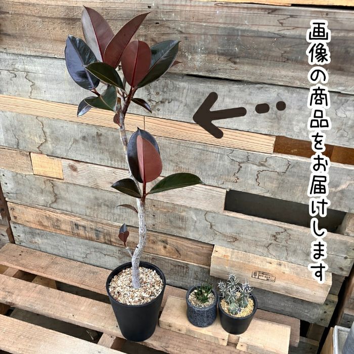 観葉植物現品販売