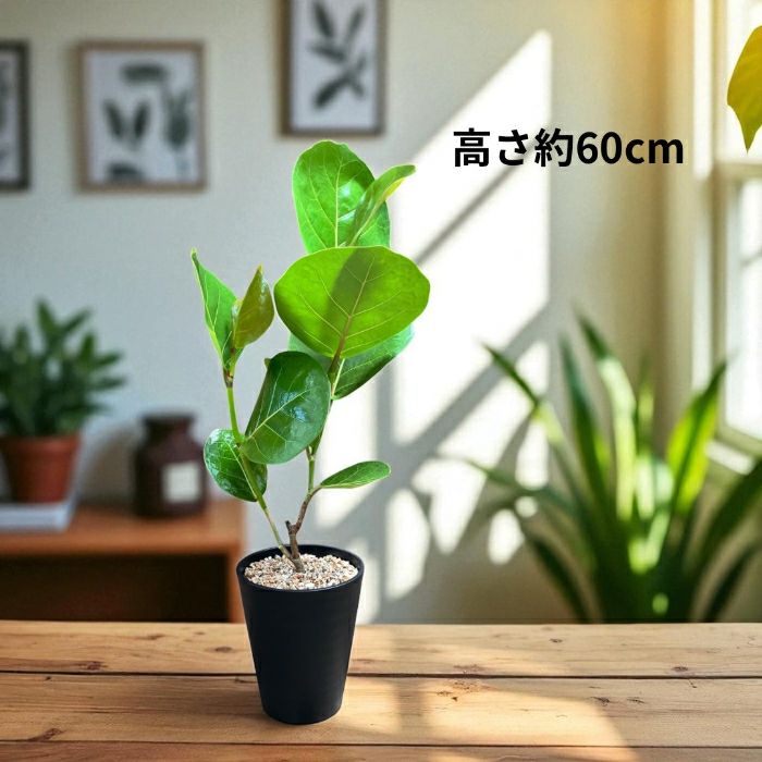 観葉植物現品販売