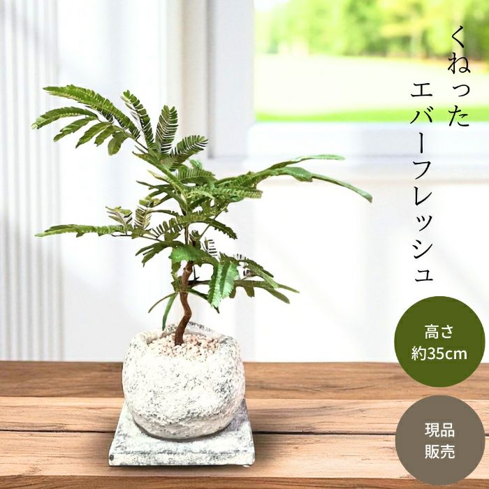 観葉植物現品販売