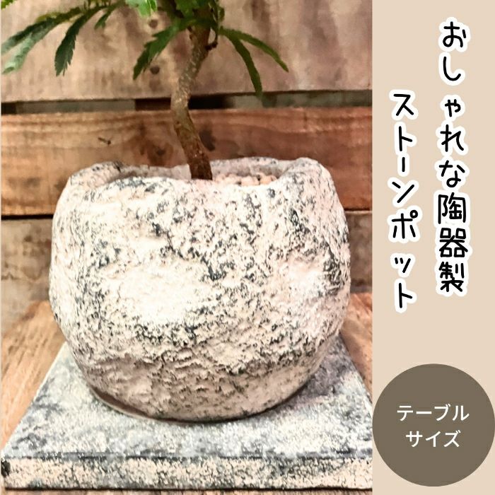 観葉植物現品販売
