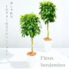 フィカス・ベンジャミナ(ベンジャミン) 7号鉢 観葉植物 本物