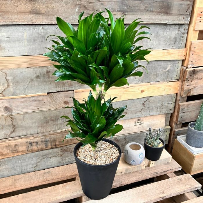 観葉植物現品販売