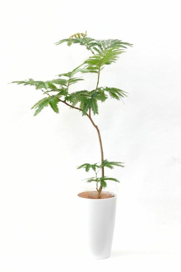 エバーフレッシュ7号鉢 観葉植物 本物