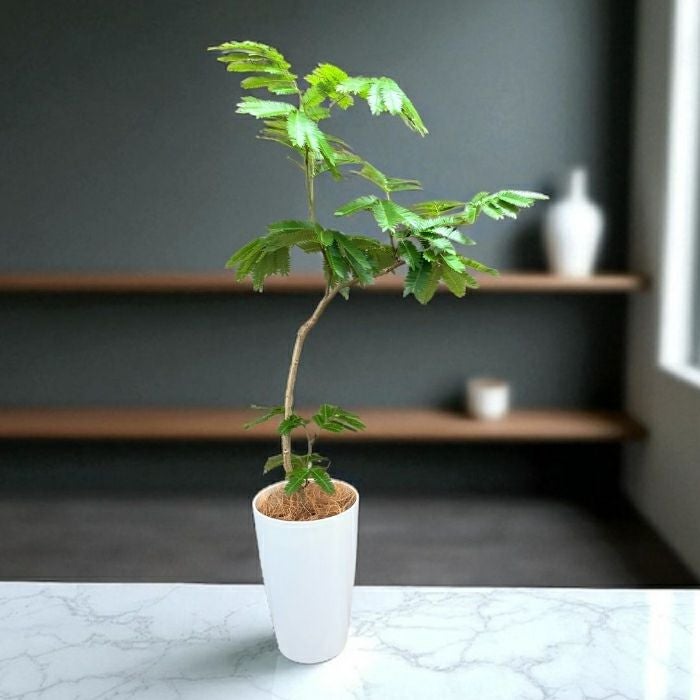 エバーフレッシュ7号鉢 観葉植物 本物