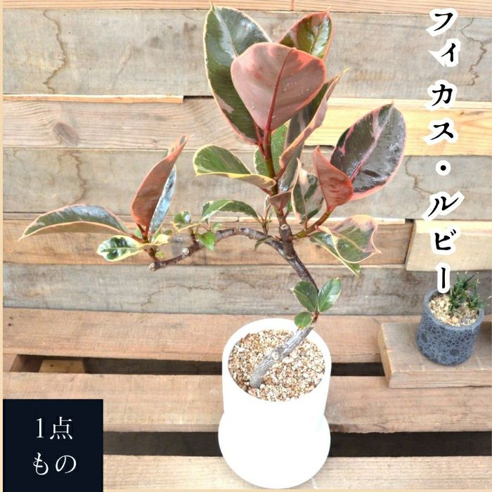 観葉植物現品販売