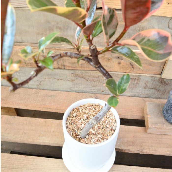 観葉植物現品販売