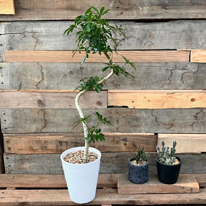 観葉植物現品販売