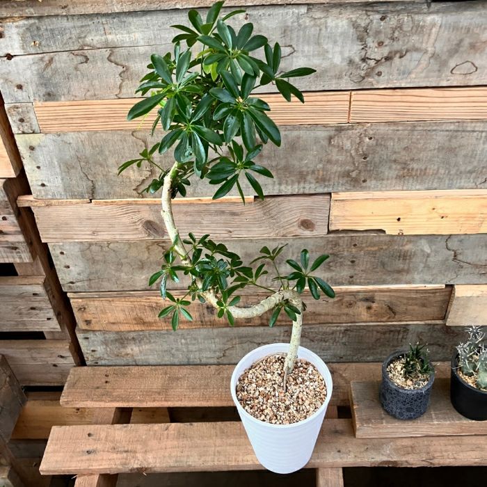 観葉植物現品販売