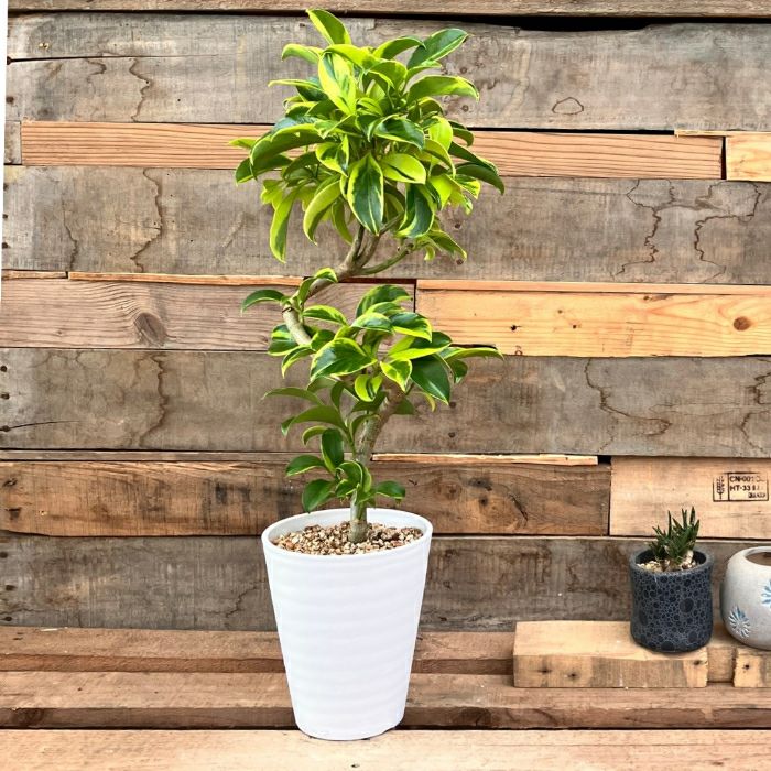 観葉植物現品販売