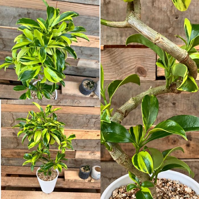 観葉植物現品販売