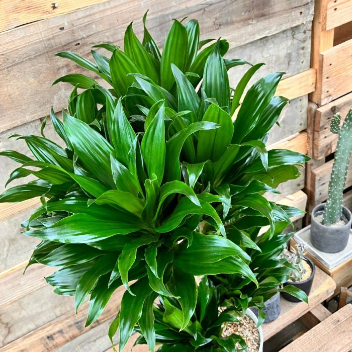 観葉植物現品販売