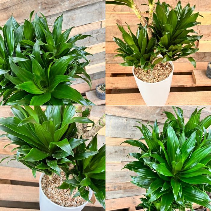 観葉植物現品販売