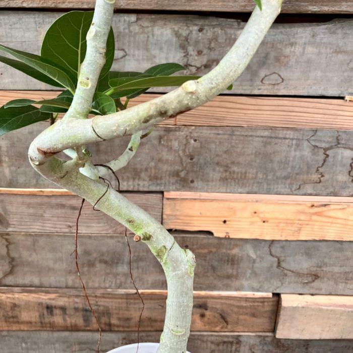 観葉植物現品販売