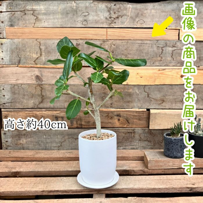 観葉植物現品販売