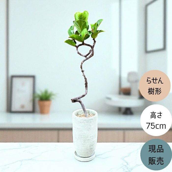 観葉植物現品販売