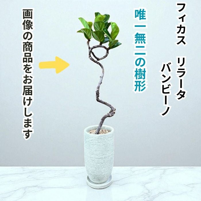 観葉植物現品販売