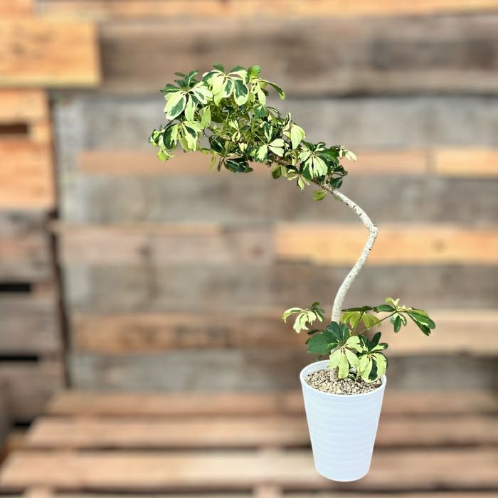 観葉植物 本物 ☆現品販売☆“シェフレラ・ジェニーネ” 曲がり樹形 希少