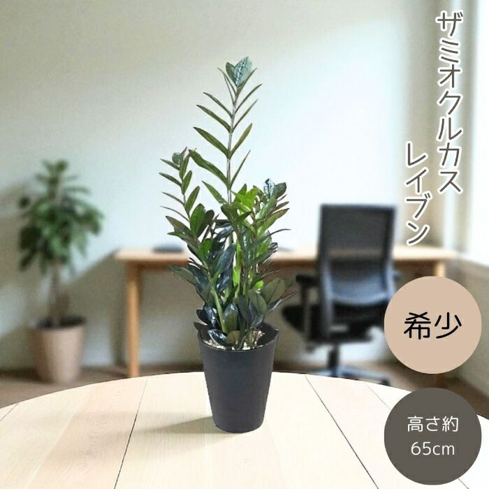 観葉植物現品販売