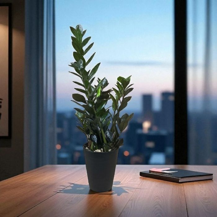 観葉植物現品販売