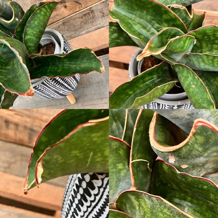 観葉植物現品販売