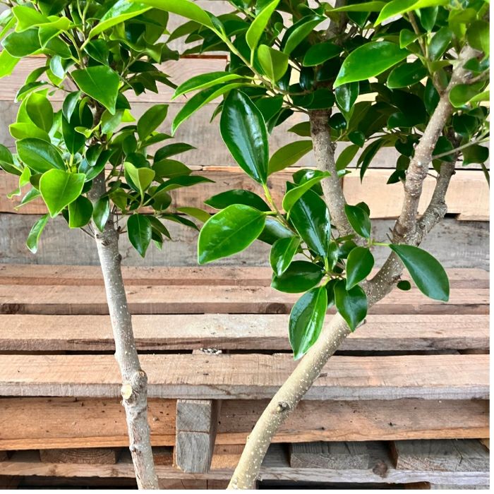 観葉植物現品販売