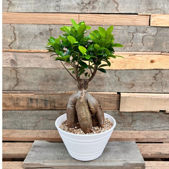 観葉植物 本物 NEW【現品】 一点もの ガジュマル 6号サイズ 人気商品