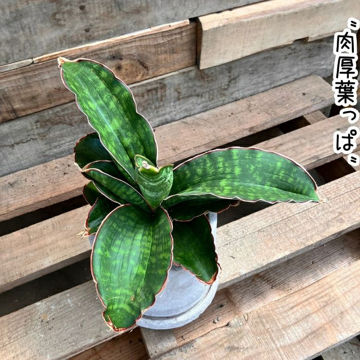 観葉植物現品販売