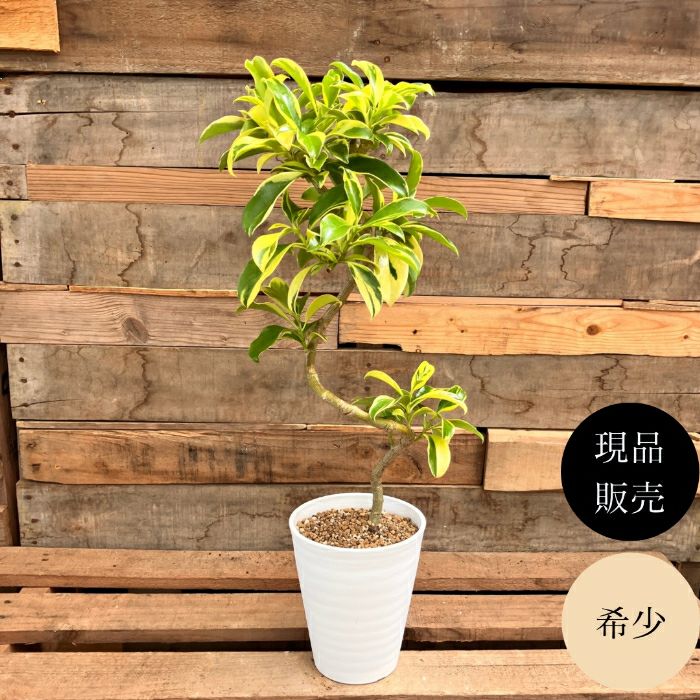 観葉植物現品販売