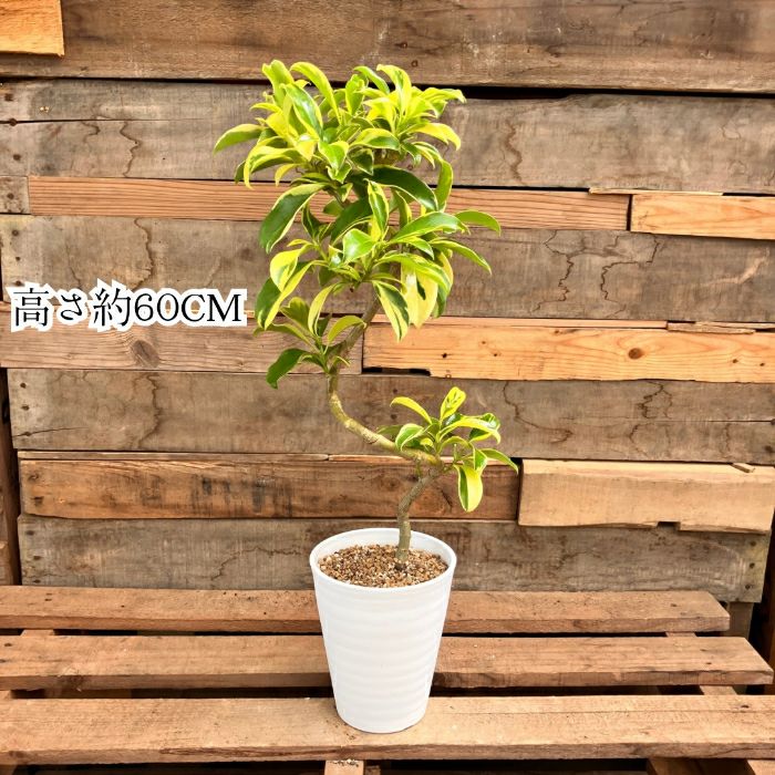 観葉植物現品販売