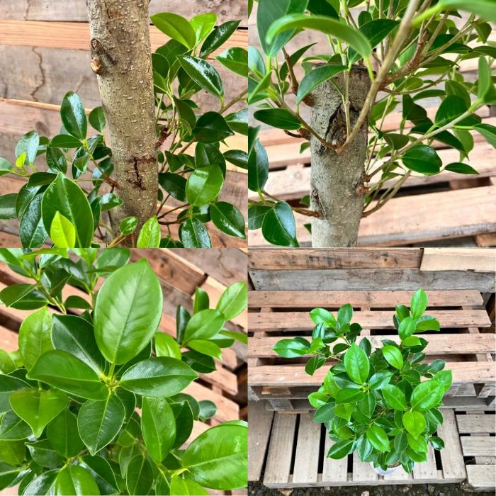 観葉植物現品販売