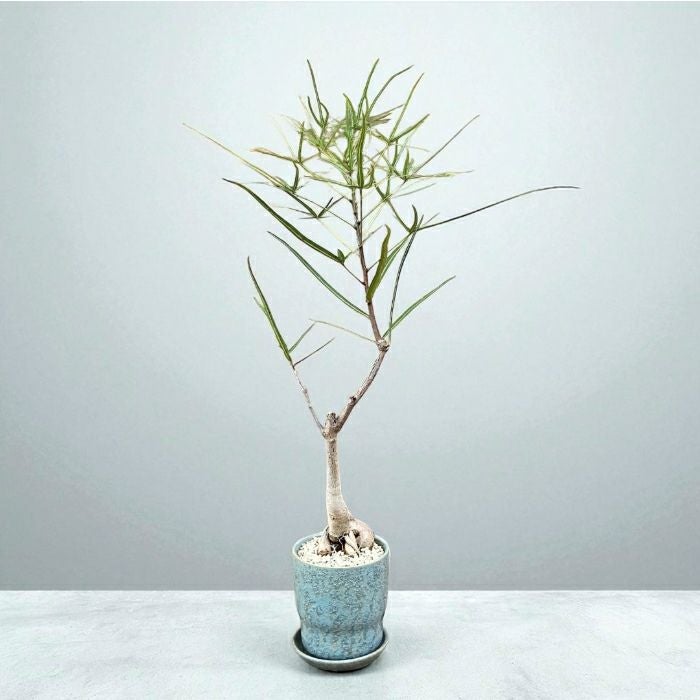 観葉植物 本物 【現品販売】 希少 ブラキキトン ルペストリス 【ボトル