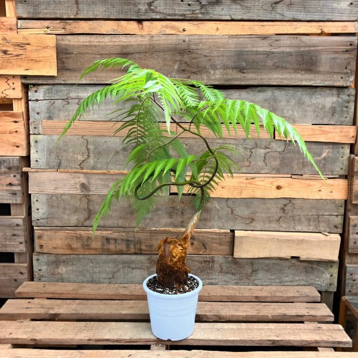 観葉植物 本物 ☆希少☆【現品】タカワラビ(キンモウコウ) 001664