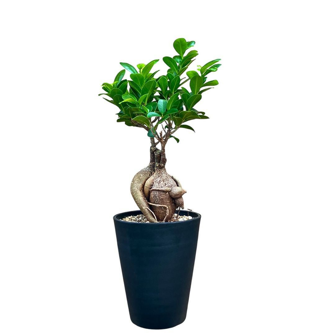 ガジュマル5号 セラアート鉢 観葉植物 本物