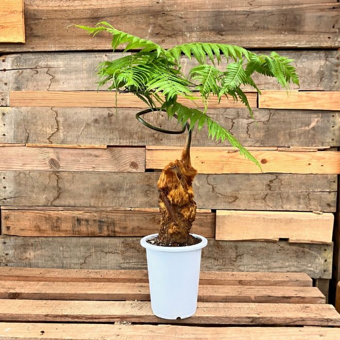 観葉植物 本物 ☆希少☆【現品】タカワラビ(キンモウコウ) 001669