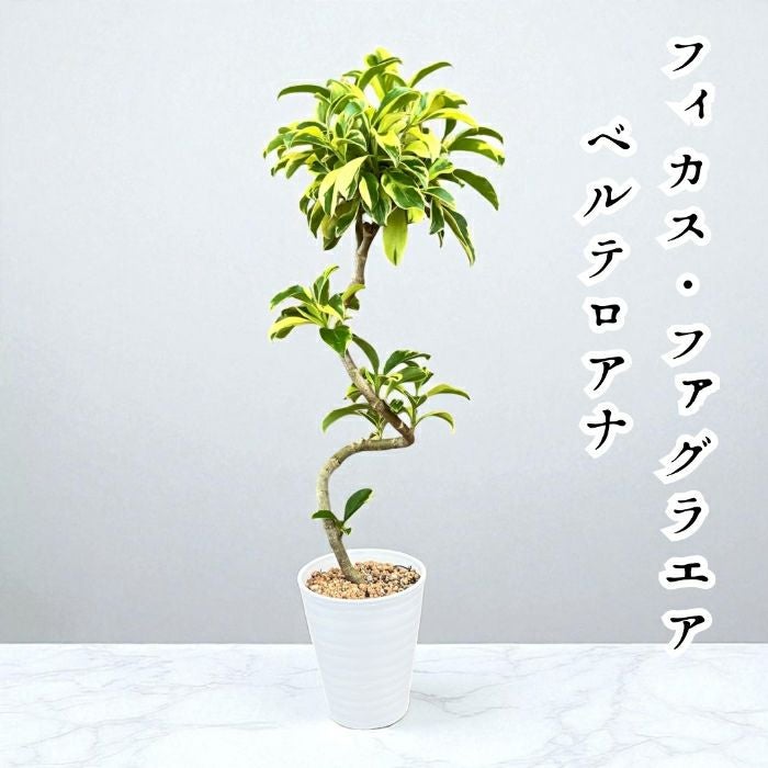観葉植物現品販売