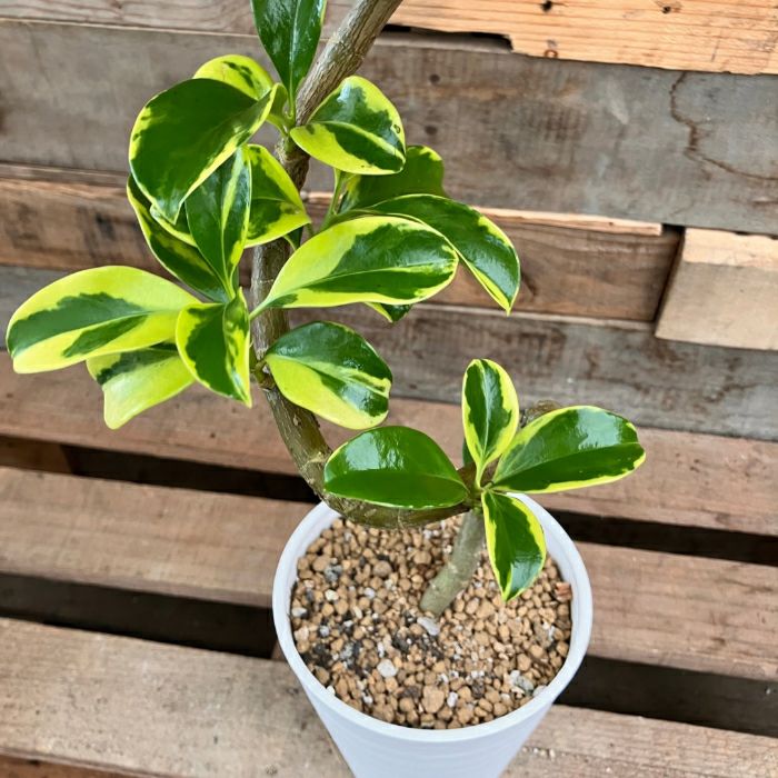 観葉植物現品販売