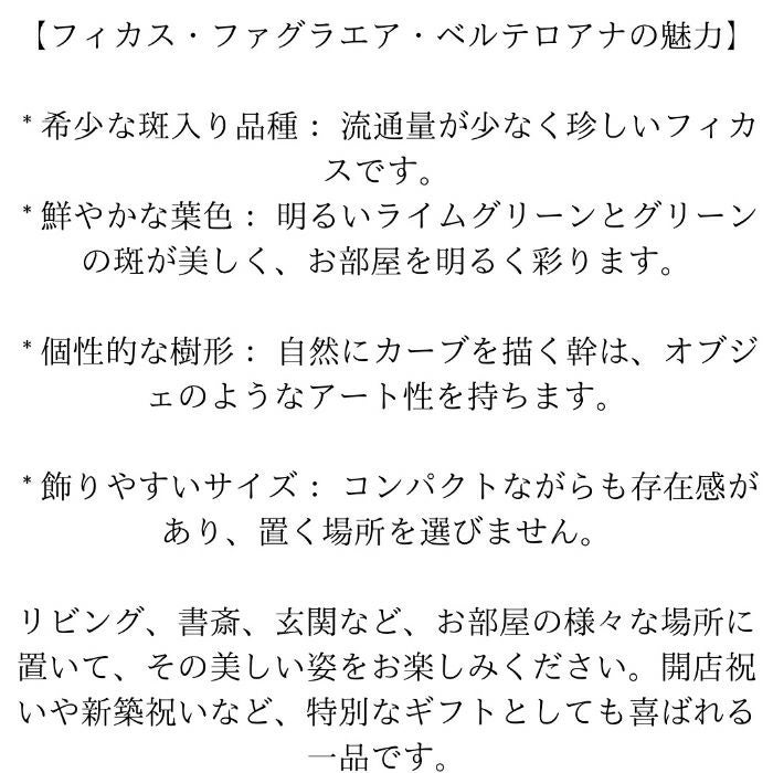 観葉植物現品販売