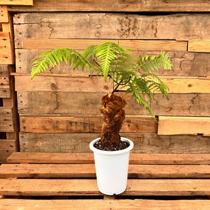 観葉植物 本物 ☆希少☆【現品】タカワラビ(キンモウコウ) 001672