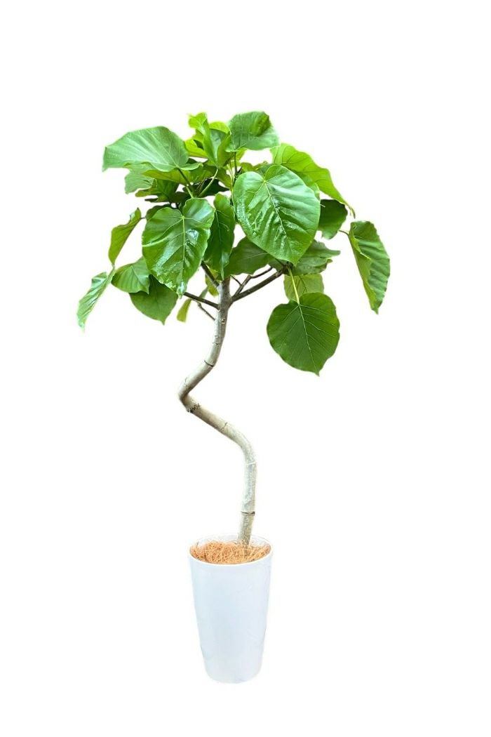螺旋樹形のフィカス・ウンベラータ 7号プラ鉢ロングポット 観葉植物 本物