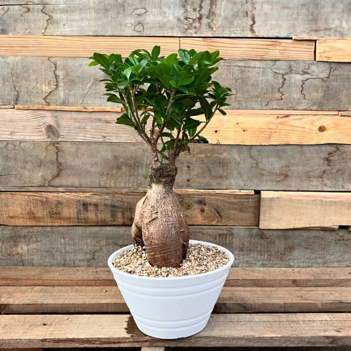 観葉植物 本物 NEW【現品】 一点もの ガジュマル 6号サイズ 人気商品