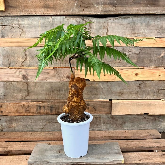 観葉植物 本物 ☆希少☆【現品】タカワラビ(キンモウコウ) 001676